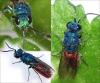 Chrysis terminata